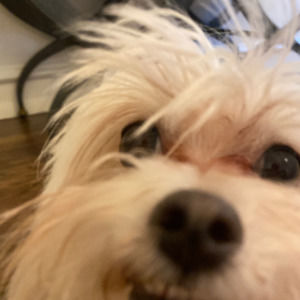 Meet your Posher, Marie